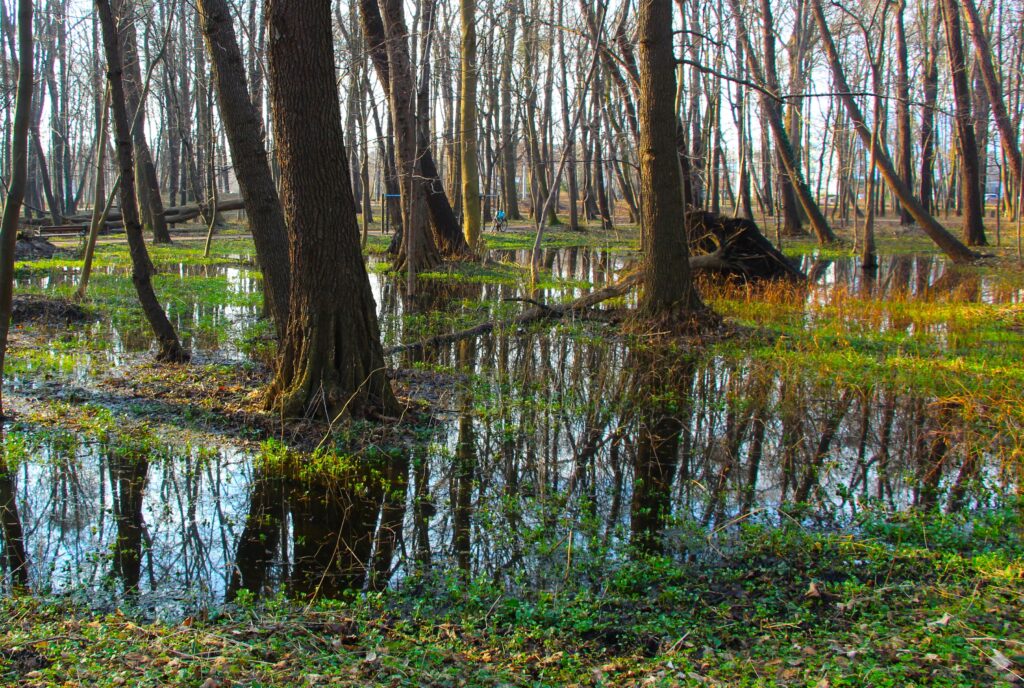 A serene view of a forest swamp with trees reflected in the still water, showcasing nature's beauty.